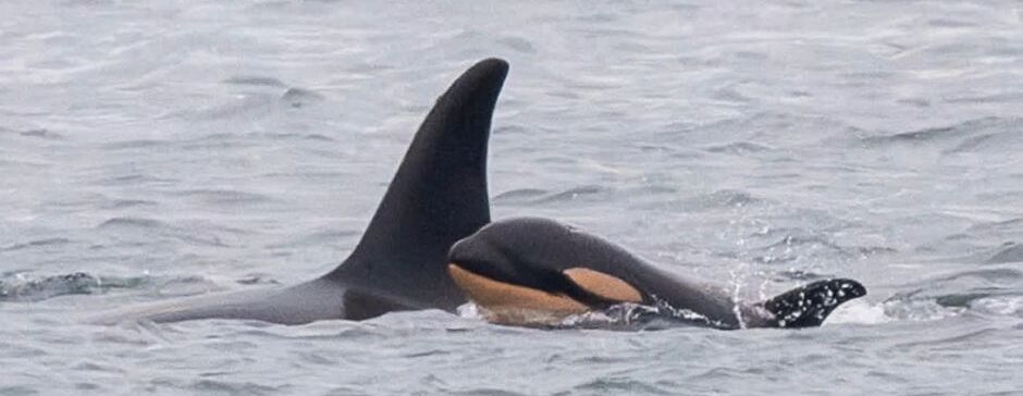 Tahlequah and Baby Orca Story and Art- August 28 (10:00 AM-12:00 PM)